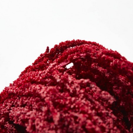 Amaranthus liofilizado rojo