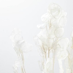 Lunaria seca