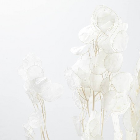 Lunaria seca