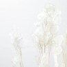 Lunaria seca