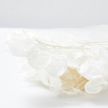 Lunaria seca