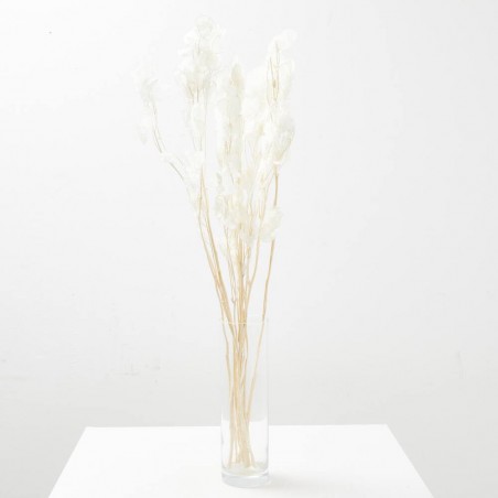Lunaria seca
