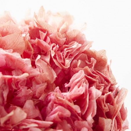 Hortensia preservada rosa intenso