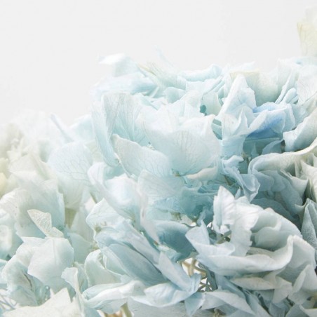 Hortensia preservada azul suave