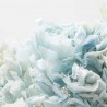 Hortensia preservada azul suave
