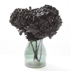 Hortensia preservada negra