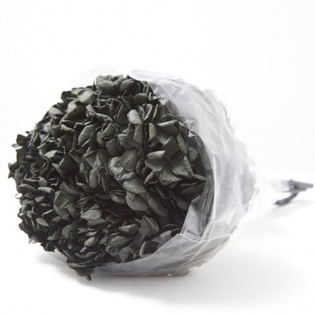 Hortensia preservada negra