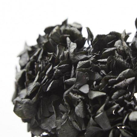 Hortensia preservada negra