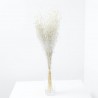 LINO PRESERVADO / SECO