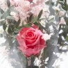 CÚPULA ROSA ETERNA FUCSIA GRANDE