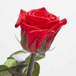 Rosa eterna roja 30cm
