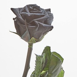 Rosa eterna negra 30cm