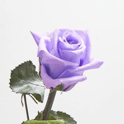 Rosa eterna morada 30cm
