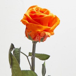 Rosa eterna naranja 30cm