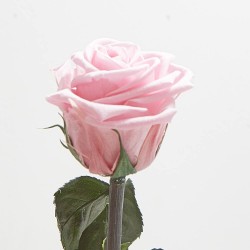 Rosa eterna rosa pastel
