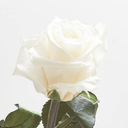 Rosa eterna blanca 30cm