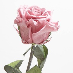 Rosa eterna rosa antiguo 50cm