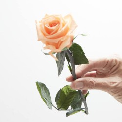 Rosa eterna melocotón 30cm