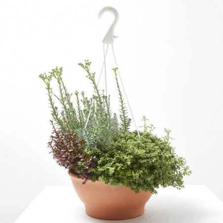 SEDUM TARRINA 22CM