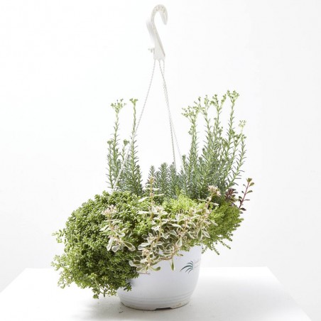 SEDUM TARRINA 22CM