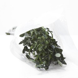 Eucalipto parvifolia liofilizado