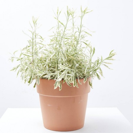 LAVANDA 5L VARIEGADA