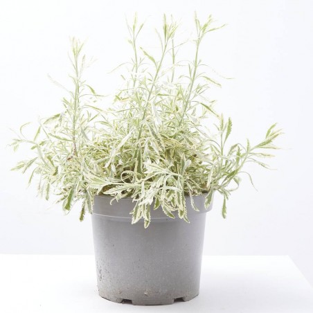 LAVANDA 5L VARIEGADA