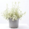 LAVANDA 5L VARIEGADA