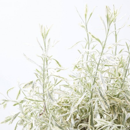 LAVANDA 5L VARIEGADA