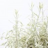 LAVANDA 5L VARIEGADA