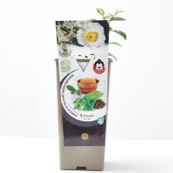 PLANTA DE TÉ 2L