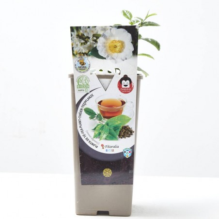 PLANTA DE TÉ 2L