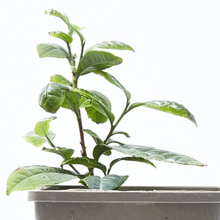 PLANTA DE TÉ 2L