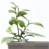 PLANTA DE TÉ 2L