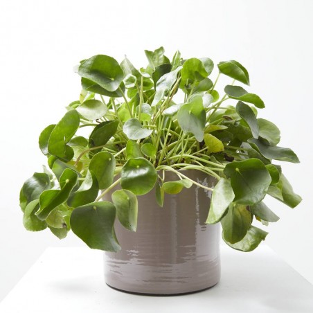 PILEA PEPEROMIOIDES MAQU ØT22 COLGAR