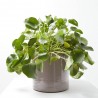PILEA PEPEROMIOIDES MAQU ØT22 COLGAR