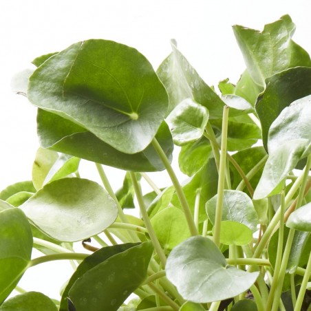 PILEA PEPEROMIOIDES MAQU ØT22 COLGAR