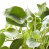 PILEA PEPEROMIOIDES MAQU ØT22 COLGAR