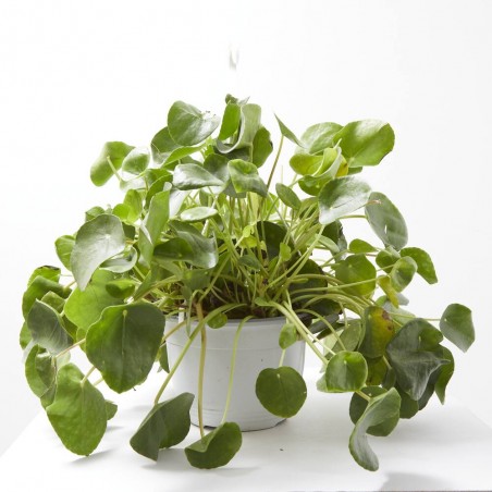 PILEA PEPEROMIOIDES MAQU ØT22 COLGAR