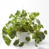 PILEA PEPEROMIOIDES MAQU ØT22 COLGAR