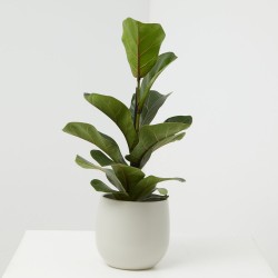 FICUS LYRATA
