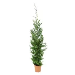 CIPRES HIBRIDO CUPRESSUS LEYLANDII