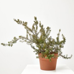 WESTRINGIA