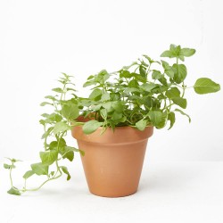 MENTA SPRITZ  MACETA 14CM