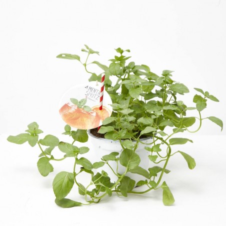 MENTA SPRITZ  MACETA 14CM