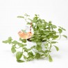 MENTA SPRITZ  MACETA 14CM