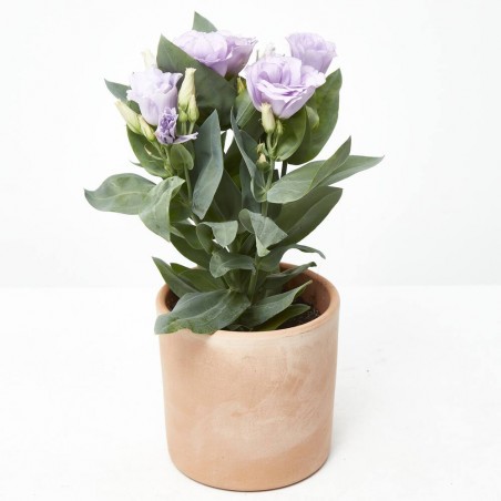 LISIANTHUS MACETA 13CM
