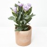 LISIANTHUS MACETA 13CM