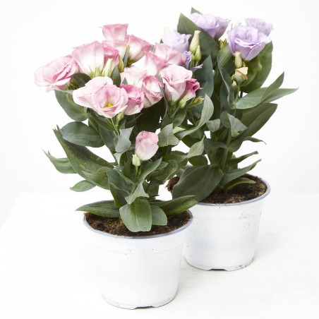 LISIANTHUS MACETA 13CM