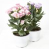 LISIANTHUS MACETA 13CM